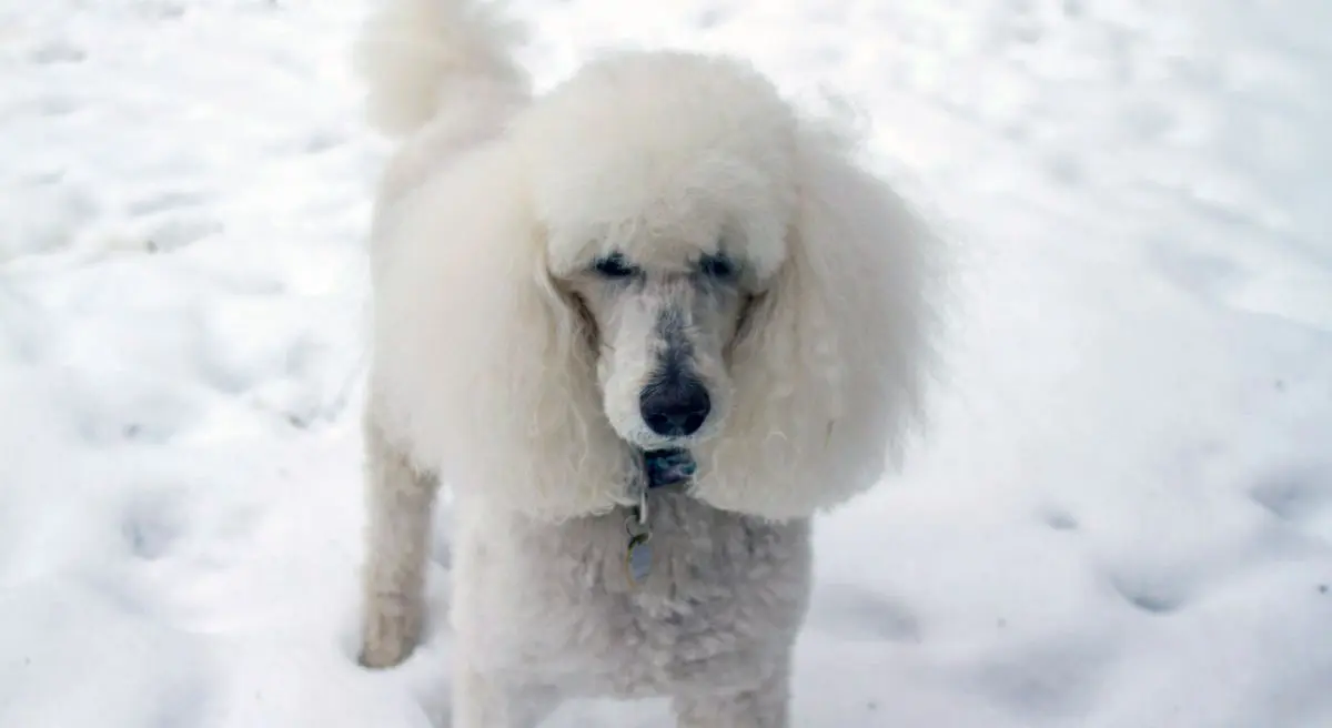 white french poodle