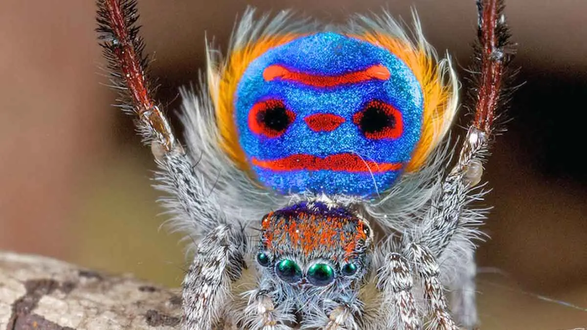 peacock spider