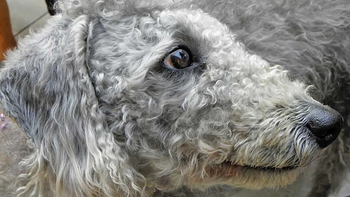 old bedlington terrier up close curls