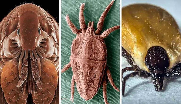 fleas ticks mites difference