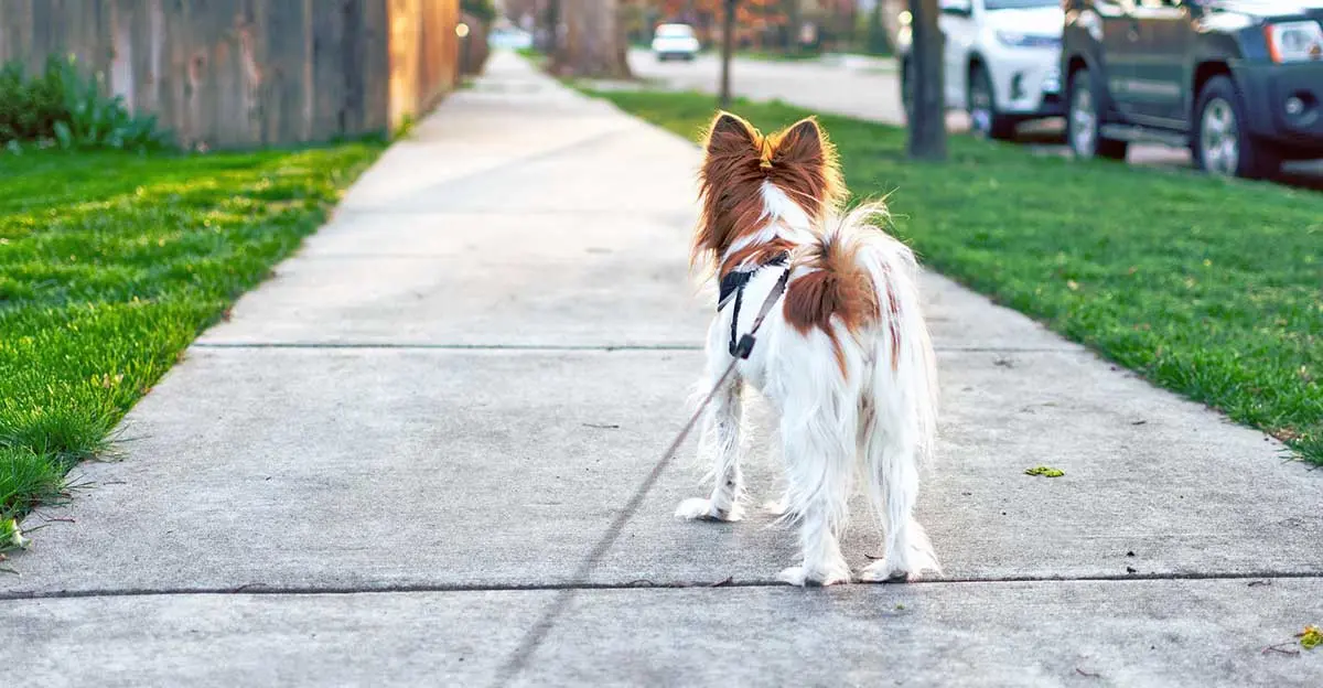 dog walk sidewalk