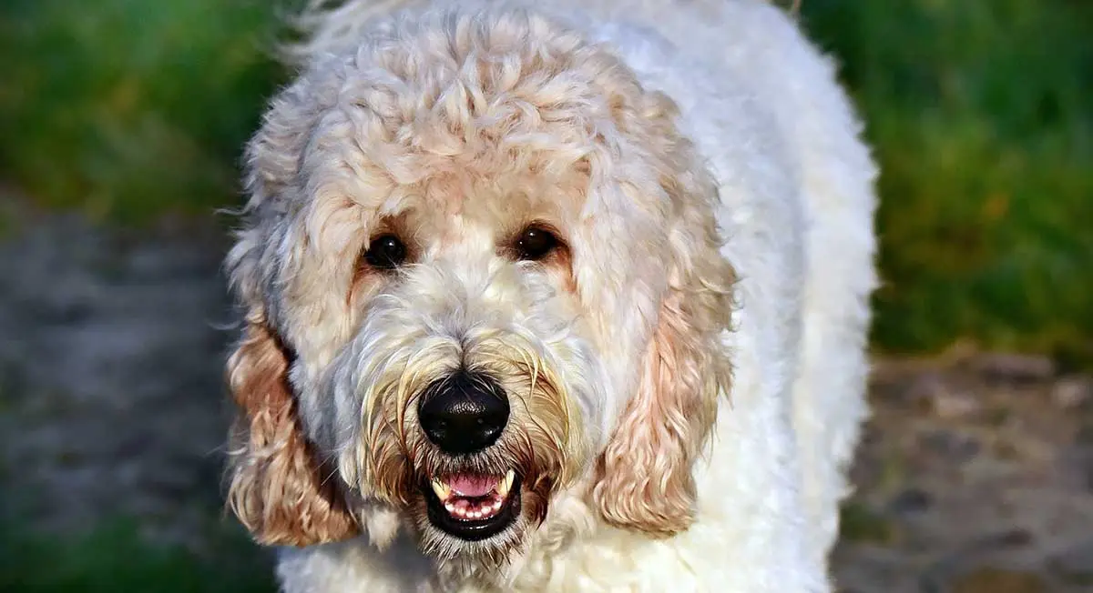 a golden labradoodle with tongue out