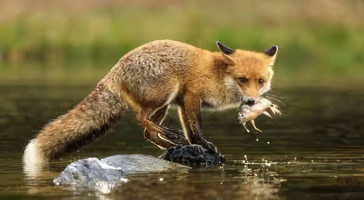 red fox eating fish