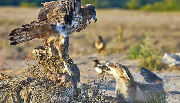 can birds of prey steal small dogs