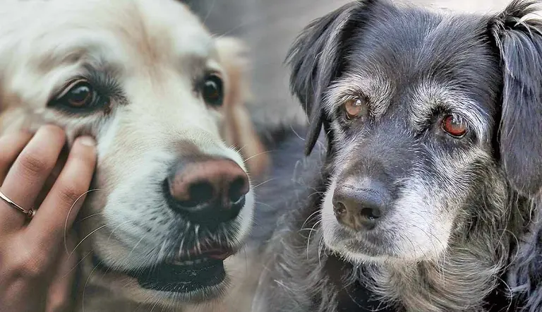 how to care for senior dogs with dementia