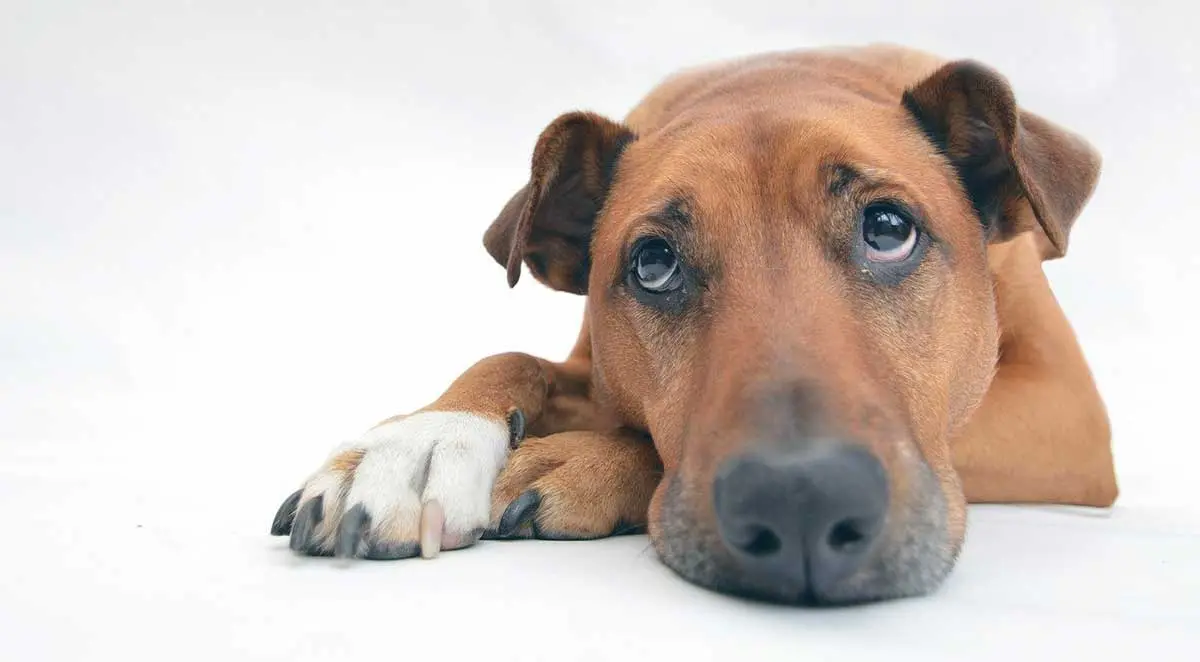 dog lying down looking with sad eyes