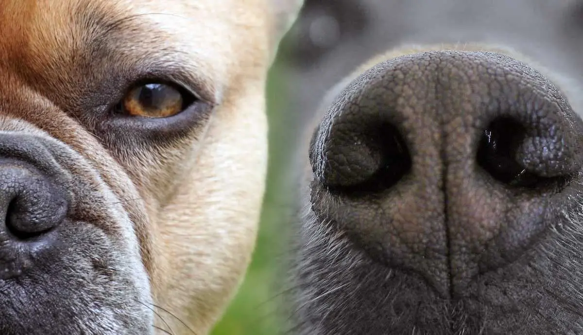 canine senses can dogs smell fear