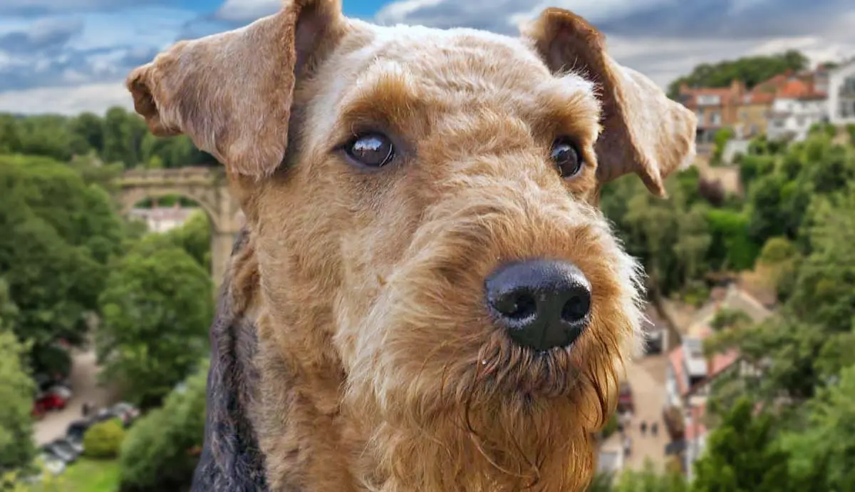 things to know about the adventurous airedale terrier