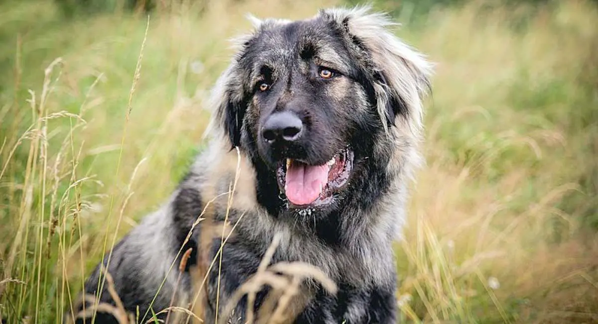caucasian shepherd dog field grass