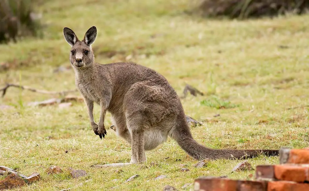 Female Eastern Gray Kangaroo