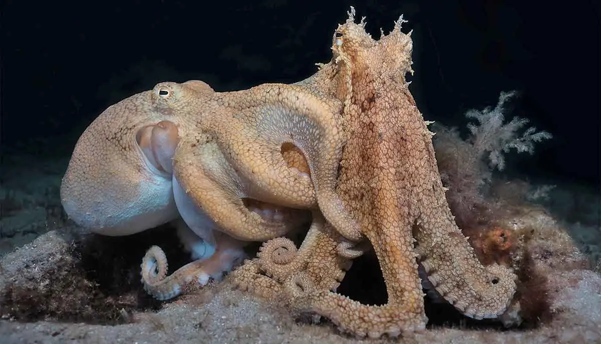 octopuses mating