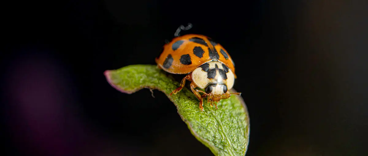 asian lady beetle on green leaf