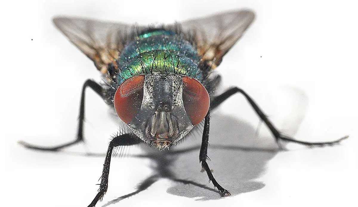up close fly against a white background