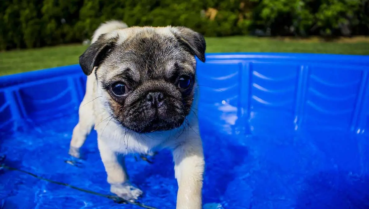 dog paddling in pool