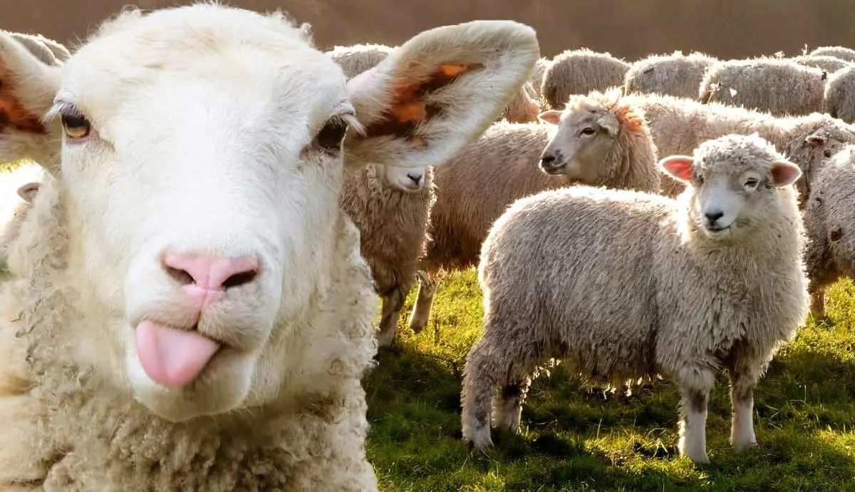 things you did not know about sheep
