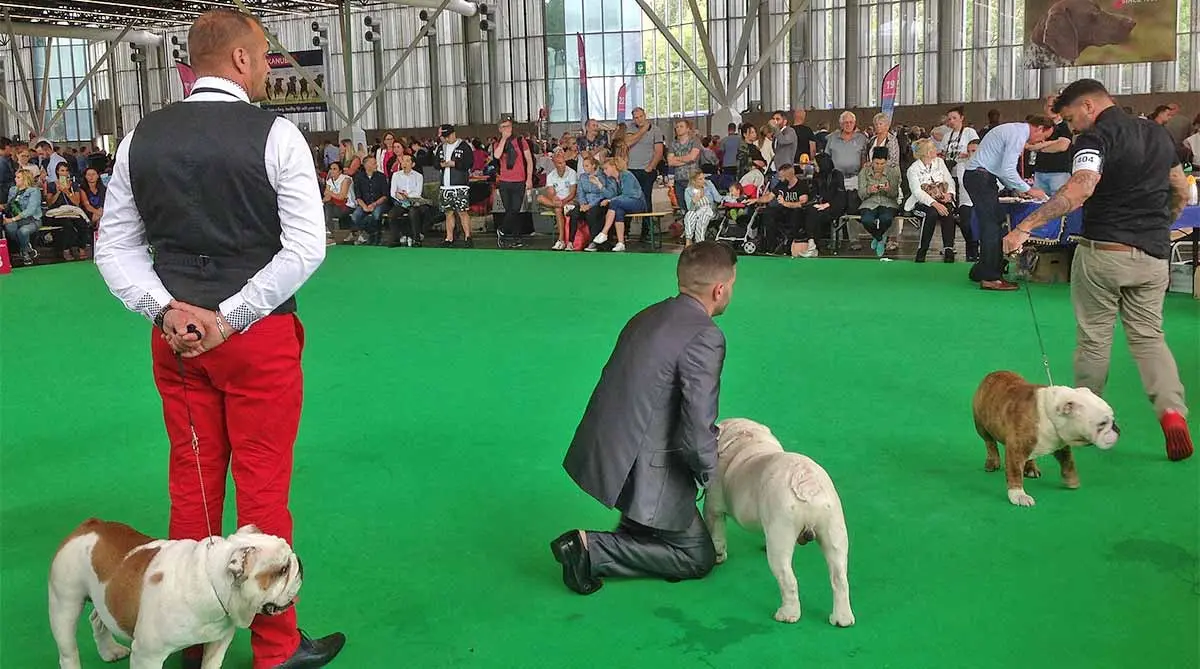 english bulldogs being judged at dog show