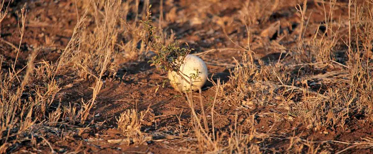 abandoned ostrich egg in the bush