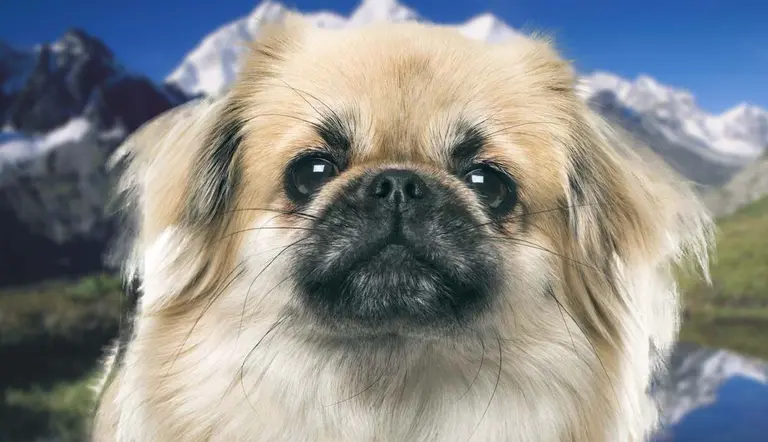the rare tibetan spaniel only gifted never sold