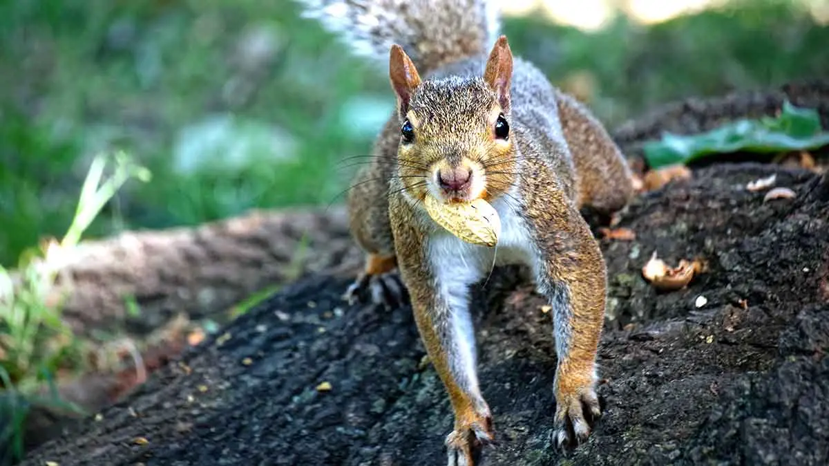 squirrel hiding food