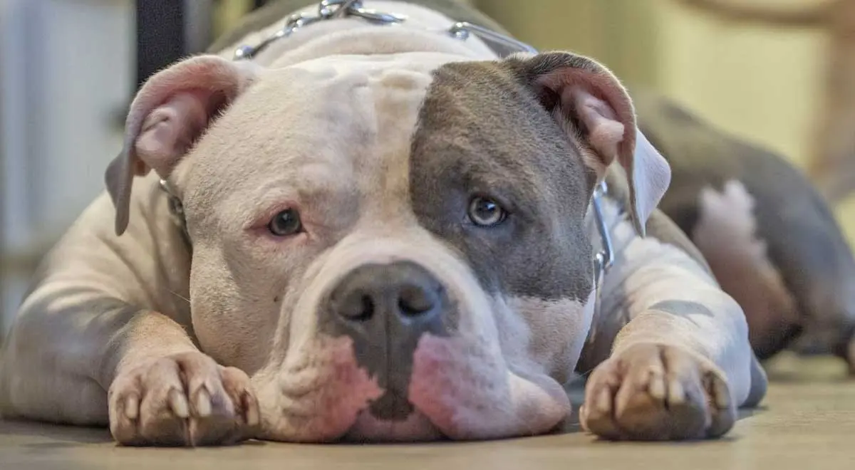 bulldog sad looking