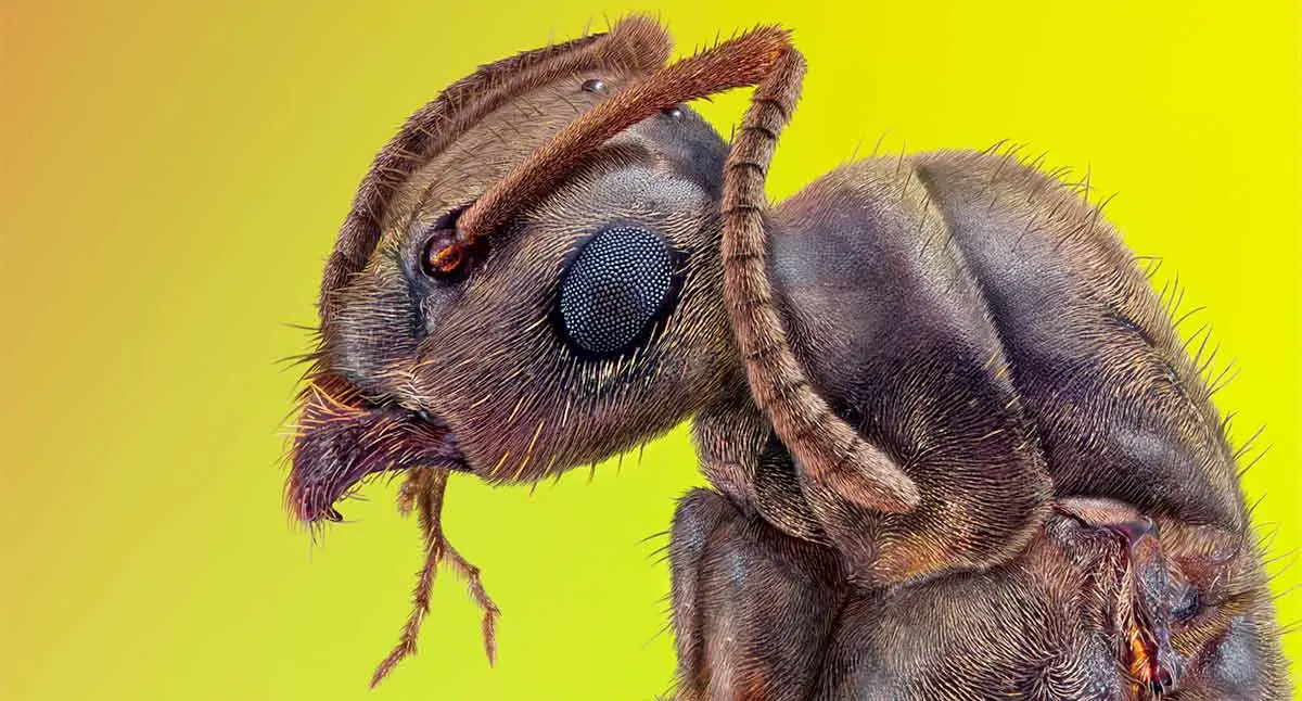 a close up of a black ant