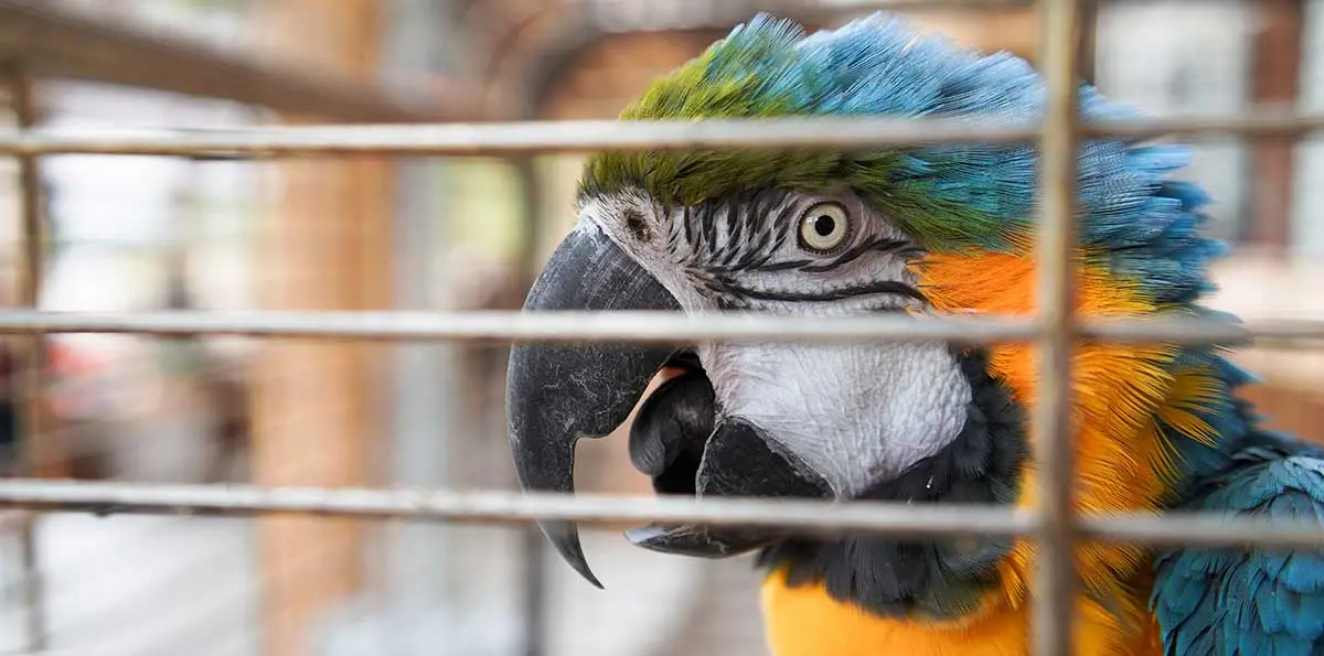 colorful macaw in cage