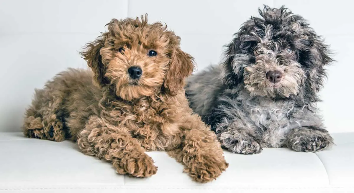 severely matted doodle puppies