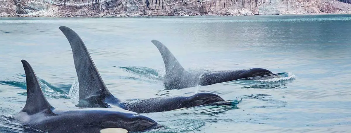 orcas matriarchal societies