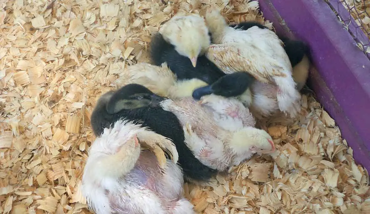 chicks huddled up on wood shavings