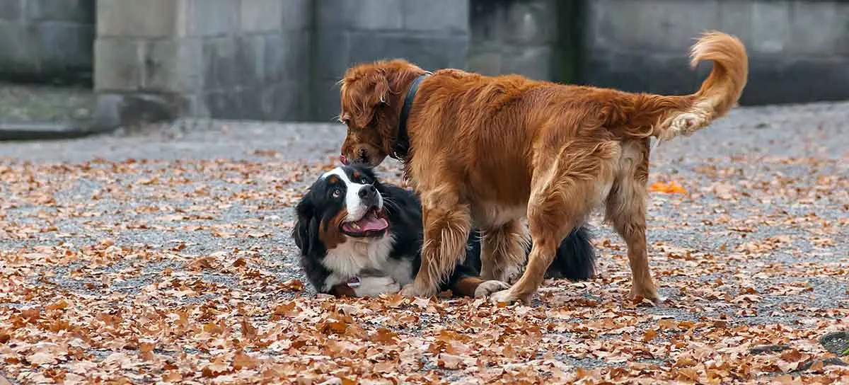 mountain dog and golden retriever