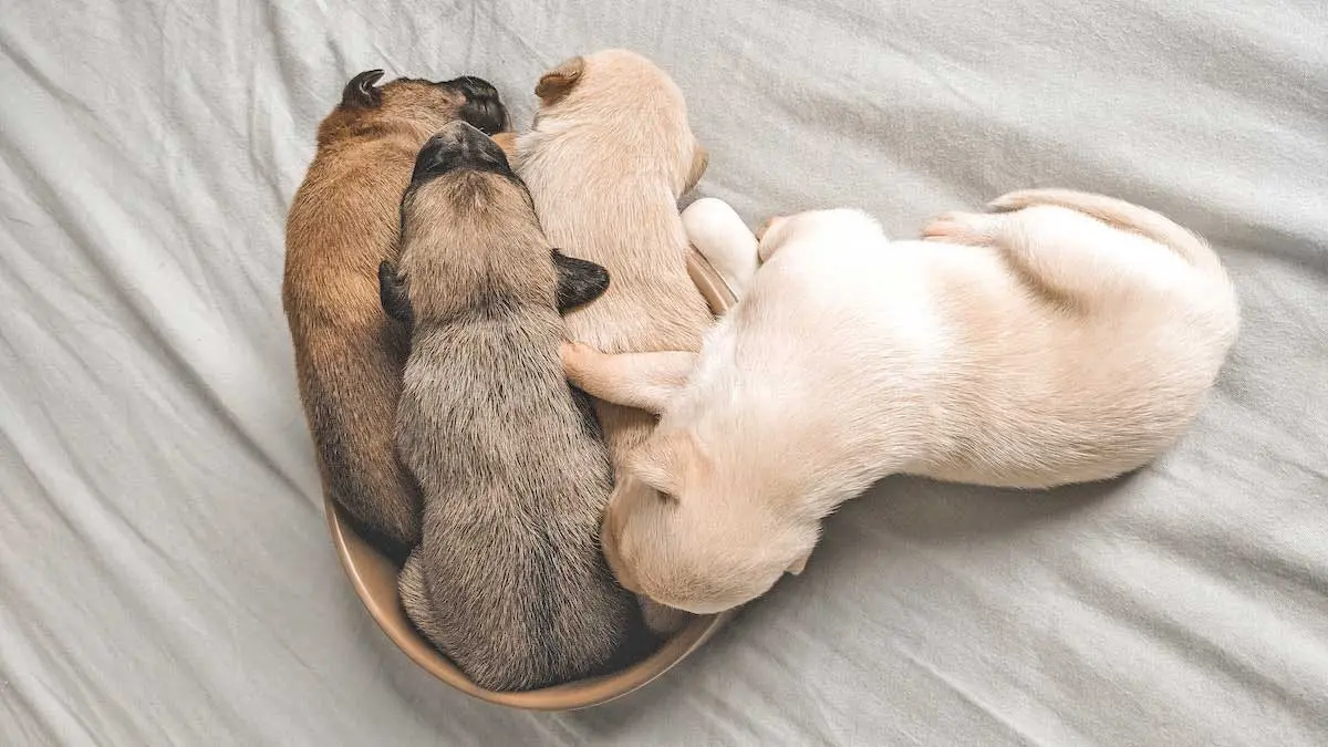 puppies bowl