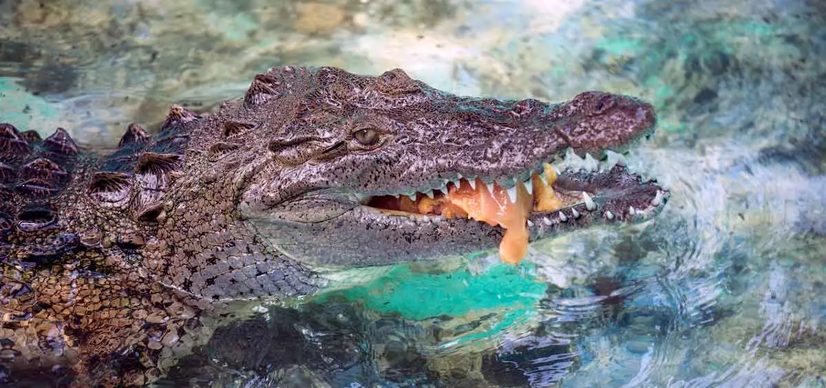 crocodile eating meat in water