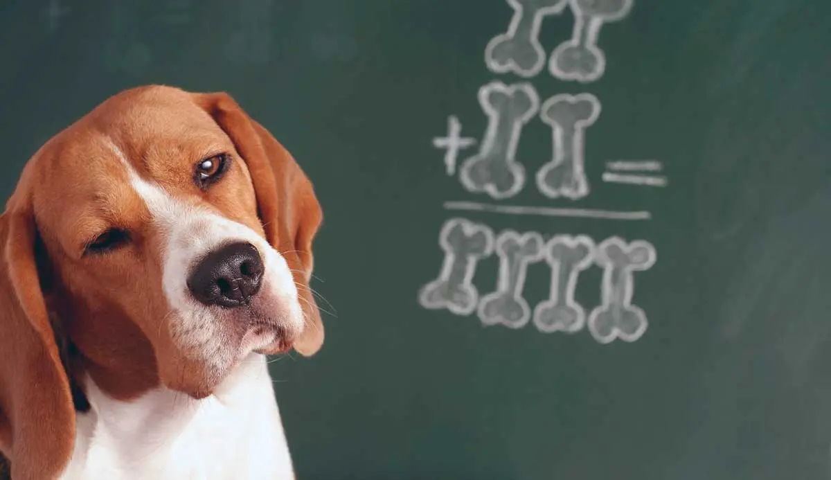 hound with chalkboard