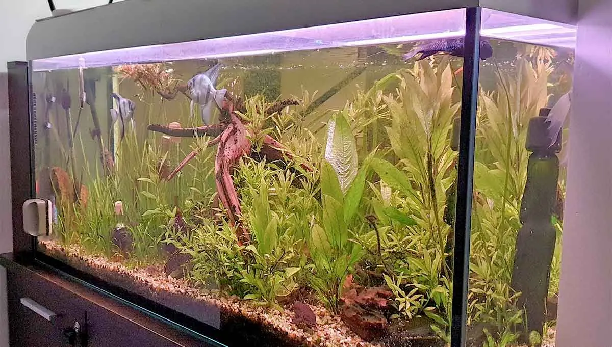 aquarium fish tank plants