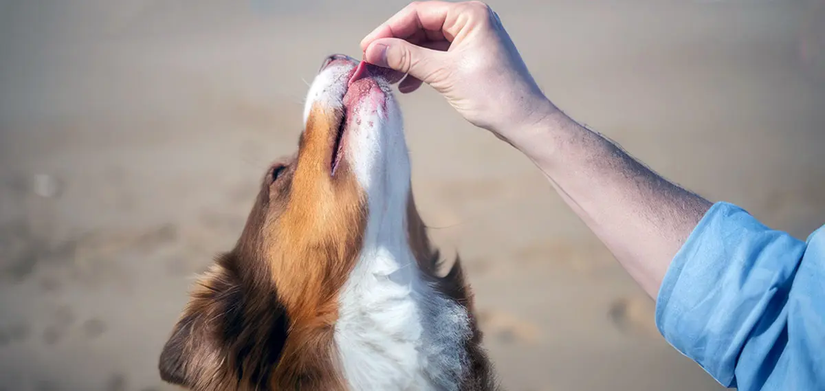 dog learning trick at beach