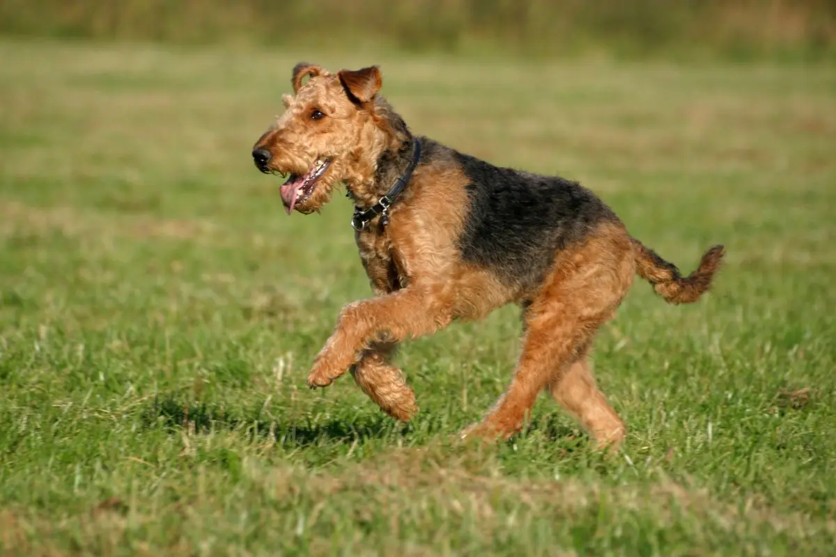 Airedale Terrier Dog Running Across Field
