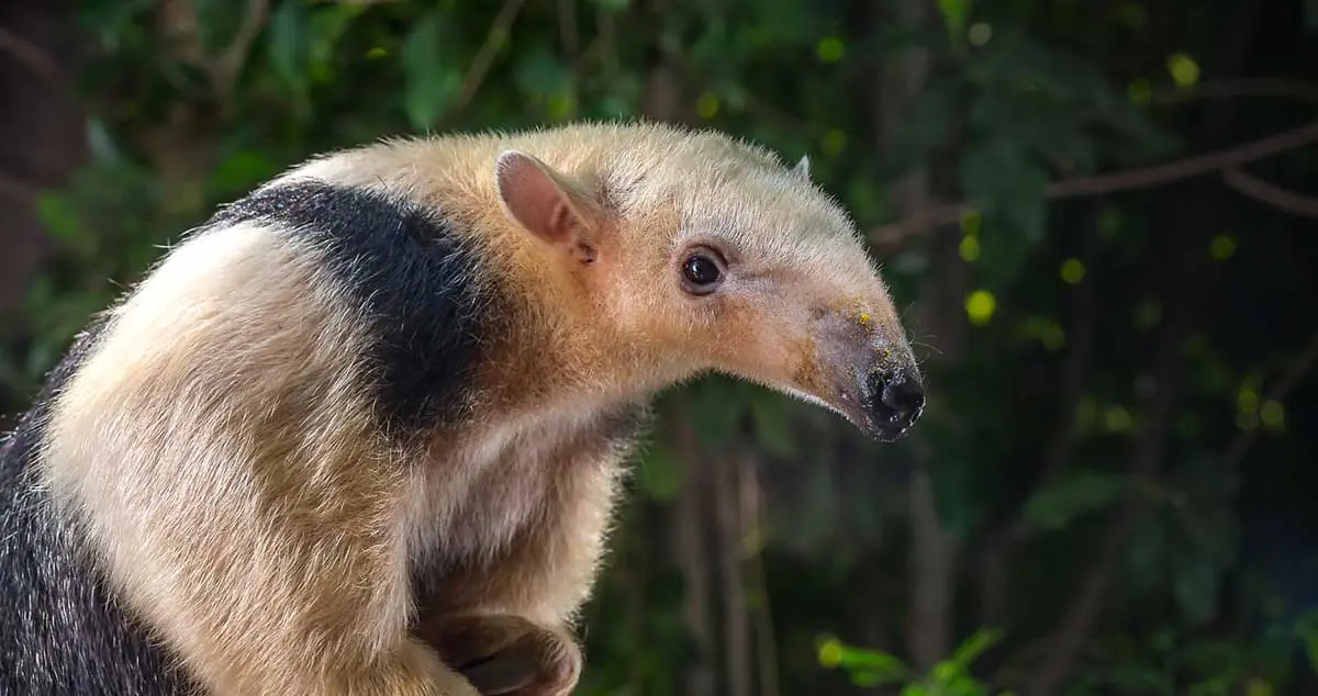 southern tamandua lesser anteater