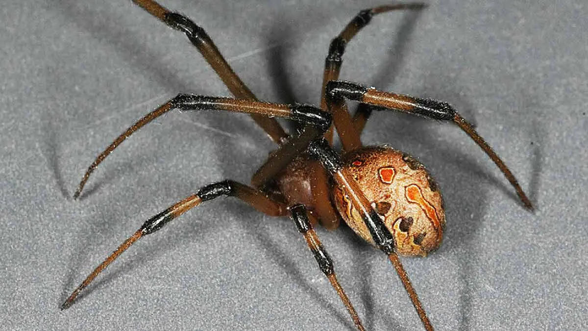brown widow spider markings