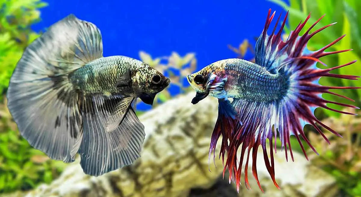 striking siamese fighting fish betta fish