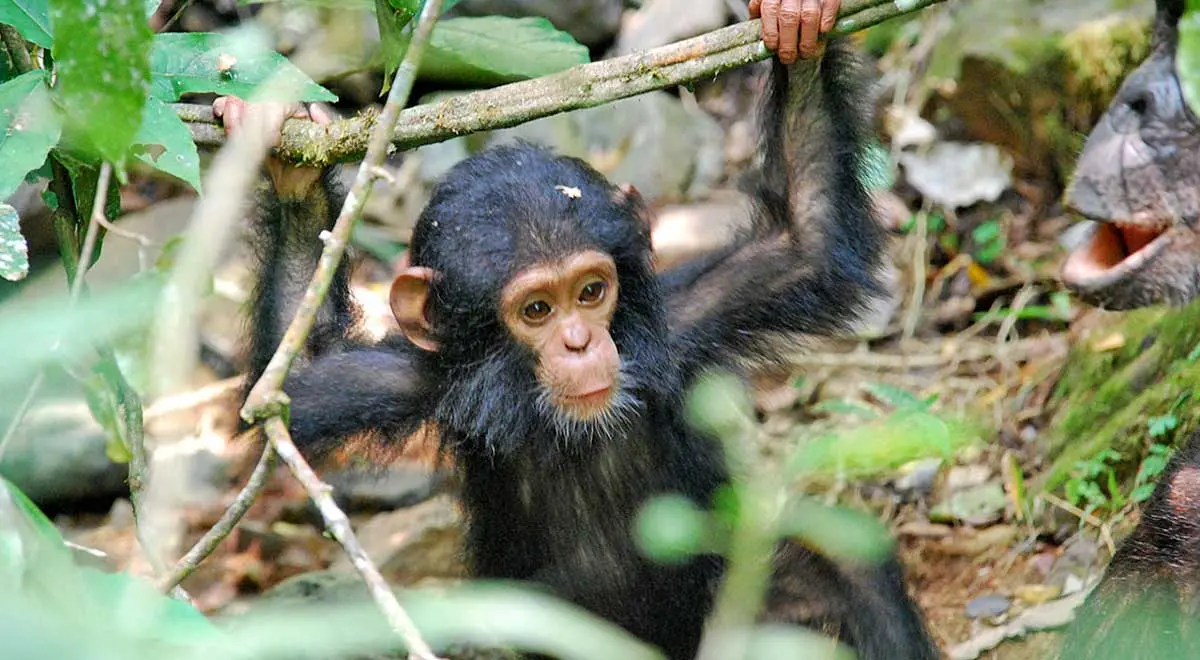 Eastern_chimpanzee_baby