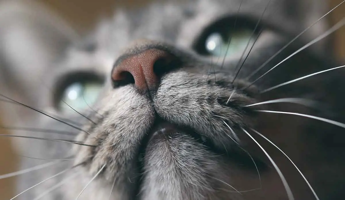 close up of cat whiskers