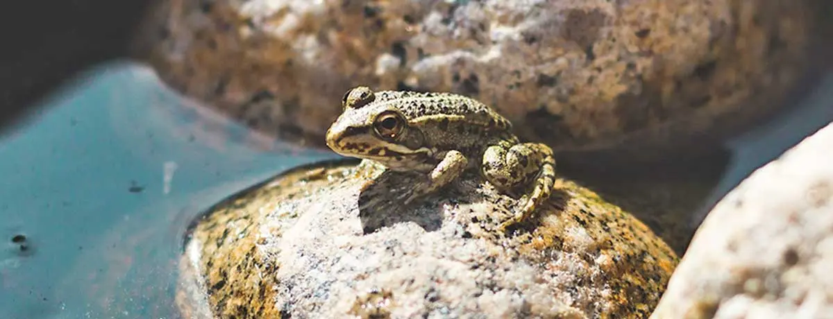small frog sitting on rocks