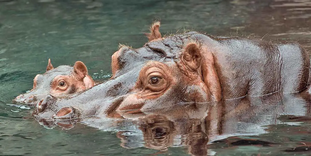 adult baby hippos water
