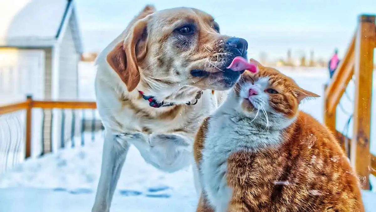 dog and cat outside in snow licking and grooming