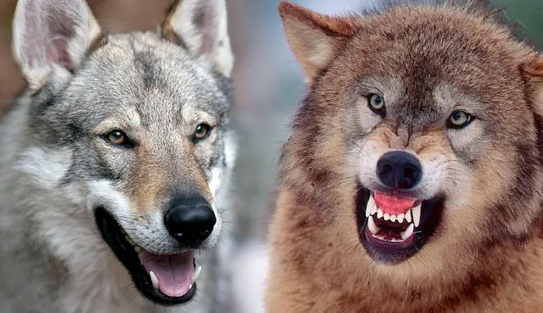 how are dogs and wolves alike