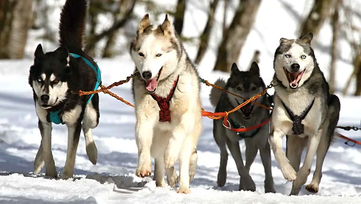 pack huskies pulling sled