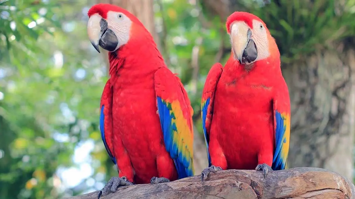 two macaws side by side.v1