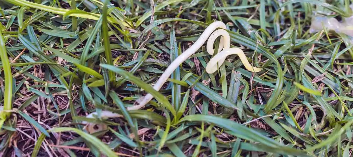 Roundworm in Grass