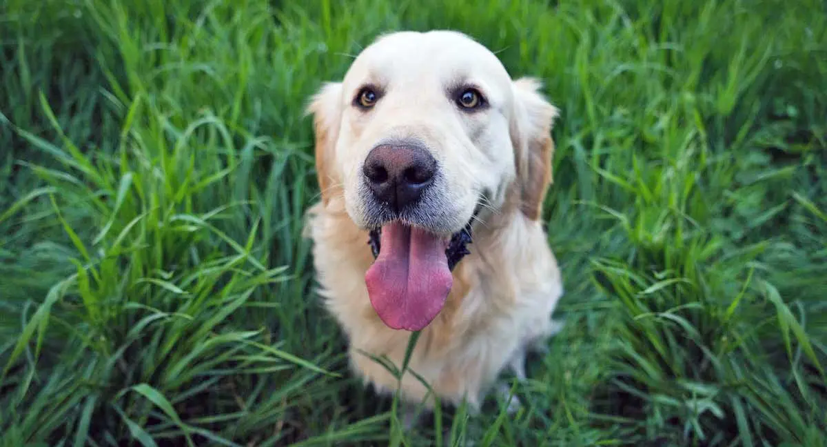 Labrador Dog Panting Sitting on Green Grass