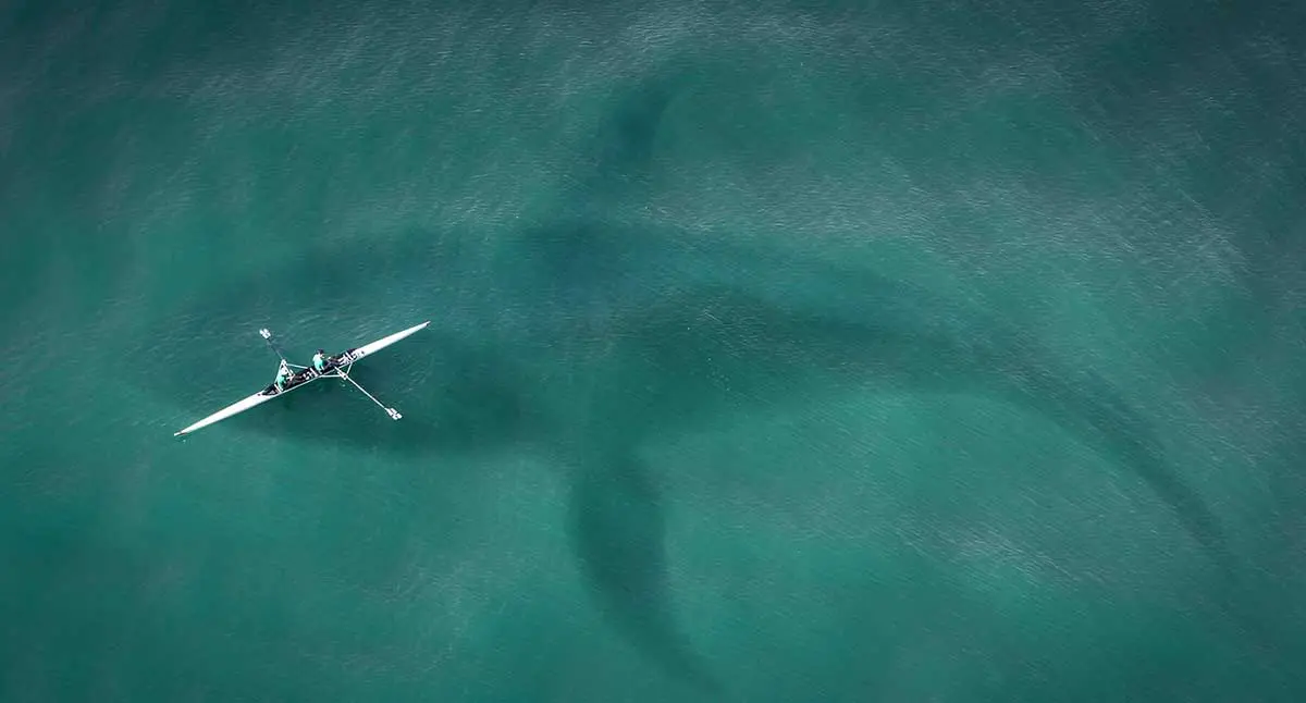 orca lurking in the sea beneath a boat